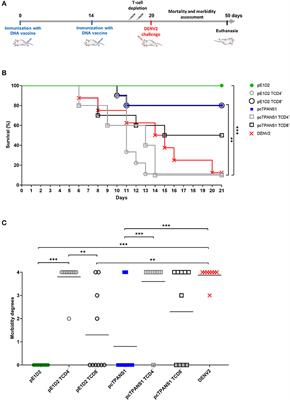 T Cell Responses Induced by DNA Vaccines Based on the DENV2 E and NS1 Proteins in Mice: Importance in Protection and Immunodominant Epitope Identification